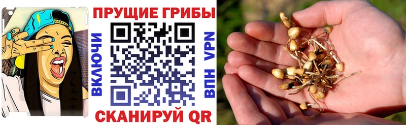 ссылка на мегу ONION  Красноармейск  Псилоцибиновые грибы Cubensis 